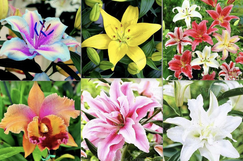 (10) LILY SEEDS rare exotic flower bloom home garden USA SELLER W/TRACKING
