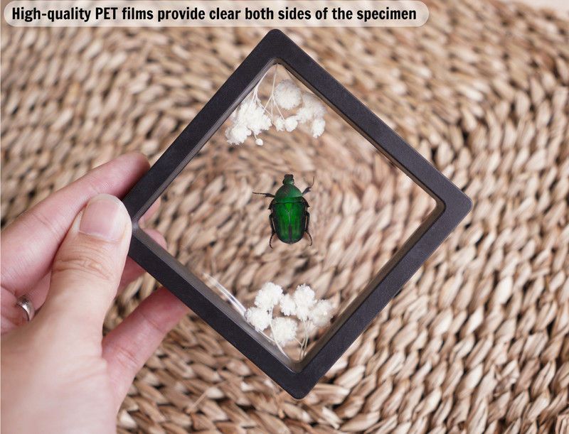 Real Blue Bee Specimen Carpenter Bee Plastic Insect Display Frame Gift For Men gallery