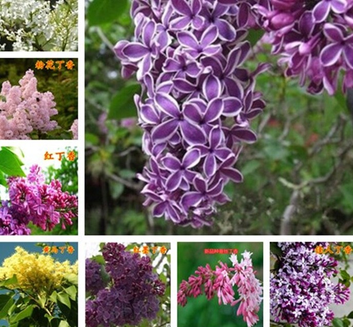 (10) LILAC SEEDS perennial flower rare exotic garden bed plant USA SELLER TRACK