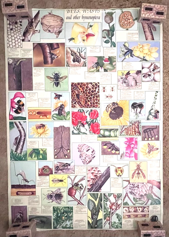Bees, Wasps & Other Hymenoptera 1993 Science Poster 27×38.5 Insects Rolled