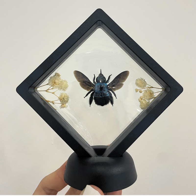 Real Blue Bee Specimen Carpenter Bee Plastic Insect Display Frame Gift For Men