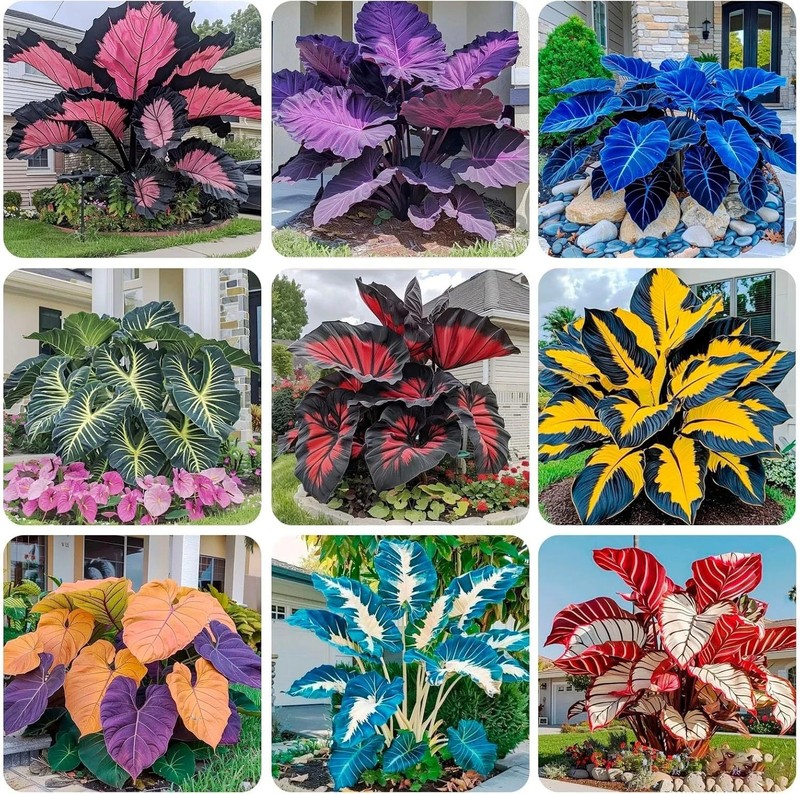 200+ Hosta Seeds for Planting – Perennial Hosta Seeds Outdoor Garden Attract …