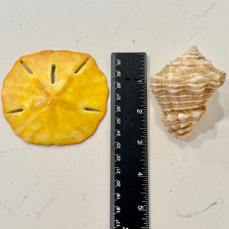 Coastal Decor Set Yellow Sand Dollar and Textured Conch Shell gallery