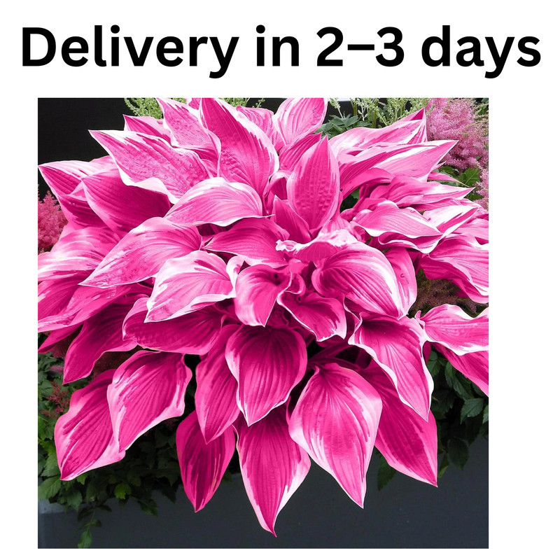 Hosta Seeds – 100 Pink Hosta Plants in Outdoor& Indoor Seed Attract Pollinators.