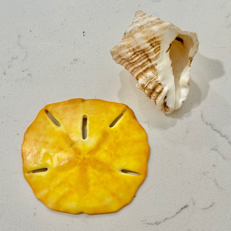Coastal Decor Set Yellow Sand Dollar and Textured Conch Shell