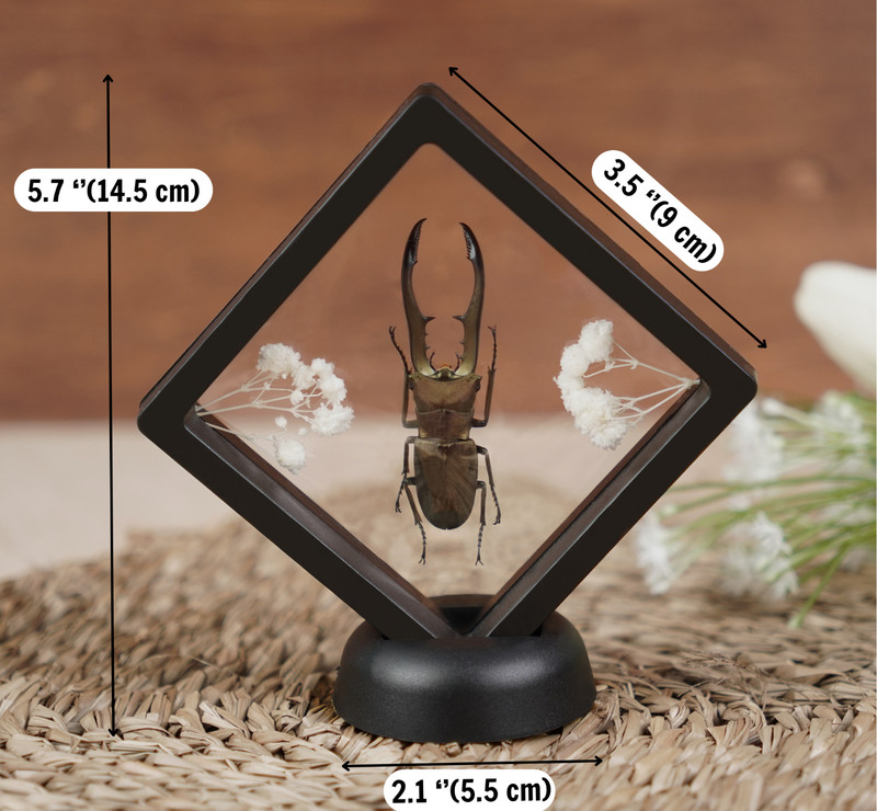 Real Blue Bee Specimen Carpenter Bee Plastic Insect Display Frame Gift For Men gallery