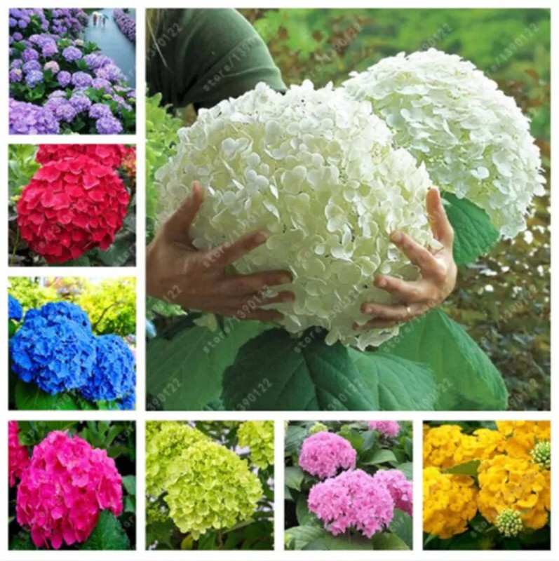 (10) HYDRANGEA SEEDS perennial flower garden bush plant USA SELLER W/TRACK