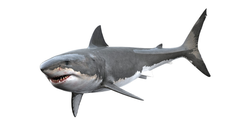 Shark sticker great white skate cell laptop bumper vinyl decal